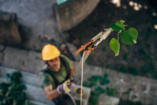 The Steps Involved in Our Tree Care Process in Driggs, ID